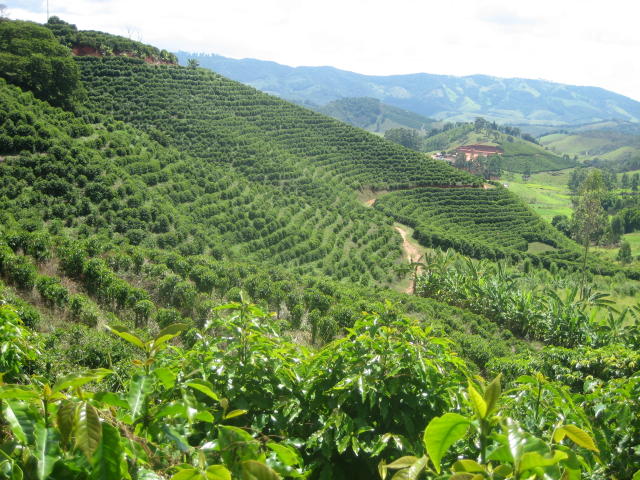 Alta no preço do café deixa o setor otimista