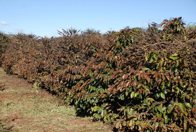 Risco de geada é baixo em regiões de café, prevê a Climatempo