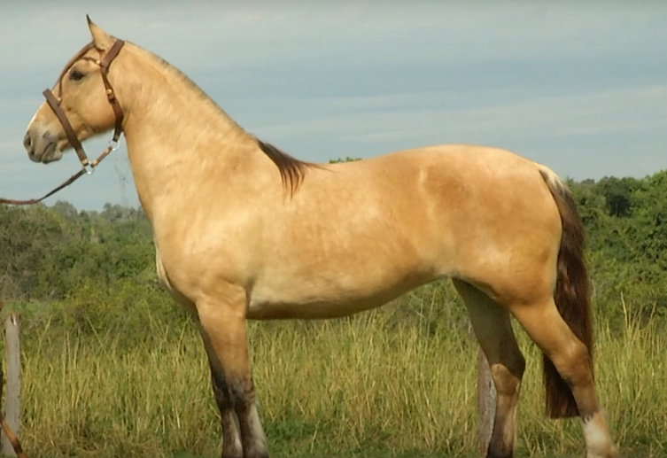 Calidad Genética oferta cavalos da raça Crioulo pelo ArrobaPlay