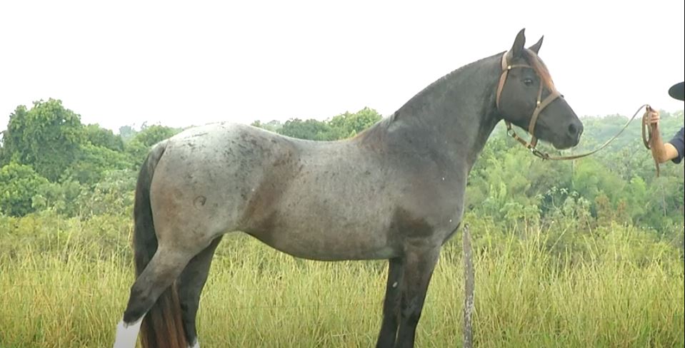 ArrobaPlay: Calidad vende cavalos Crioulos a preço fixo 