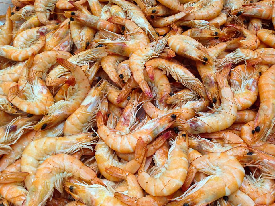 Pesca de camarões na Lagoa Araruama é alterada