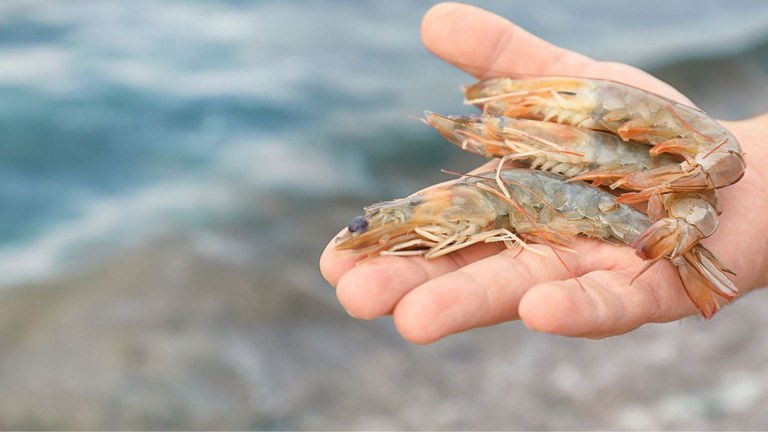 Aberta a temporada de pesca de camarão no RS