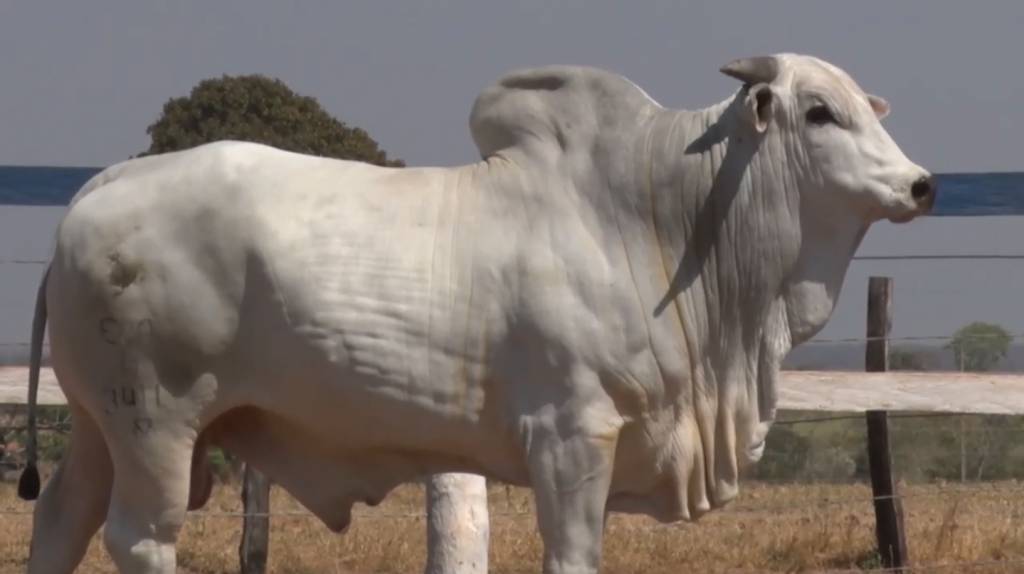 Não Perca: ‘De Olho Na Fazenda Capão de Angico’ no Canal do Boi 