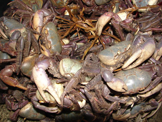 Começou o período defeso dos caranguejos uçá