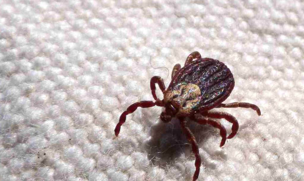 Descartado caso suspeito de febre maculosa em criança 