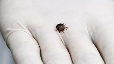 Brasil registra 49 casos de febre maculosa em 2023 