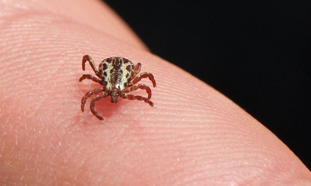 São Paulo registra 8 mortes causadas pela febre maculosa