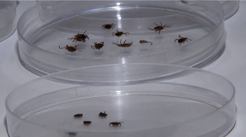 Série especial. Controle primário de carrapatos pode ser feito pelo criador 