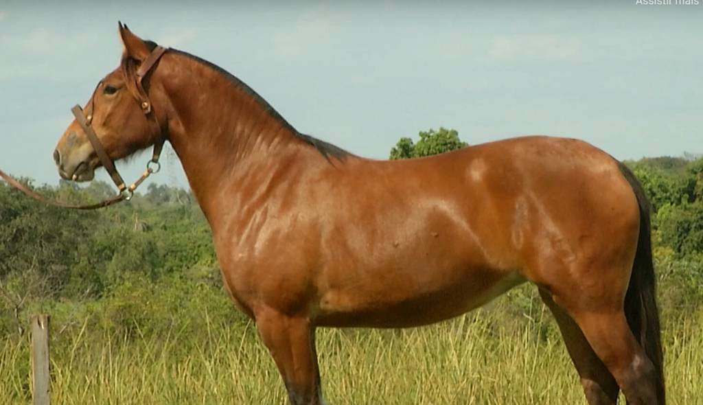 Arrobaplay oferta cavalos crioulos a preço fixos