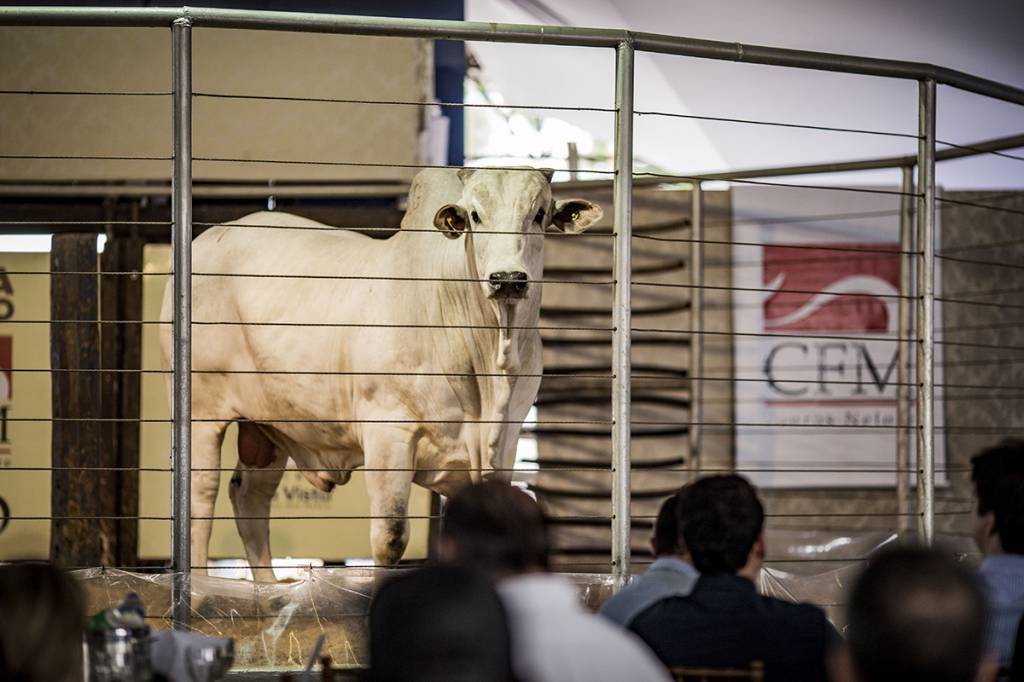Megaleilão Nelore CFM será dia 18 de agosto 