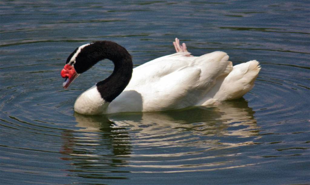 ABPA emite nota após confirmação do primeiro caso de H5N1 no RS