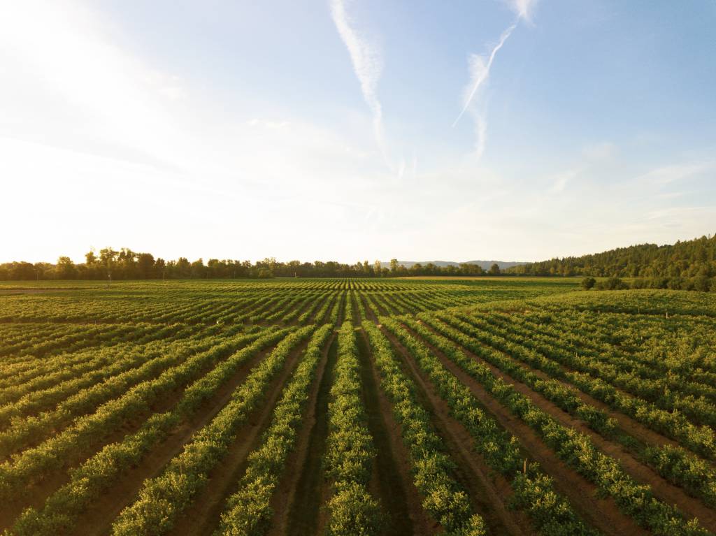 Como o mercado financeiro pode apoiar o agronegócio?