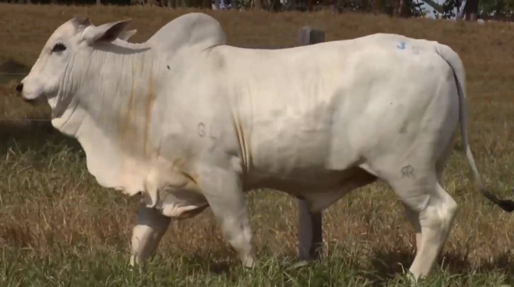  2° De Olho na Fazenda  Agropecuária Ribeirópolis continua na programação do SBA