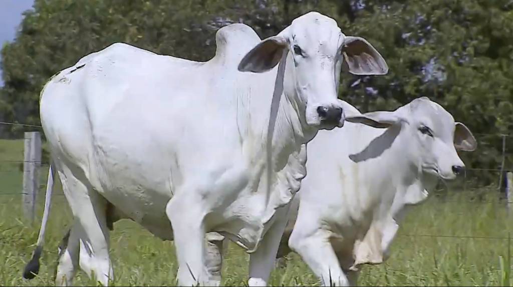 Não perca ‘De olho na fazenda Tab G4’, ao vivo no Canal do Boi