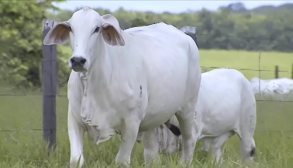 Confira o ‘De Olho Na Fazenda Tab G4’, hoje no Canal do Boi