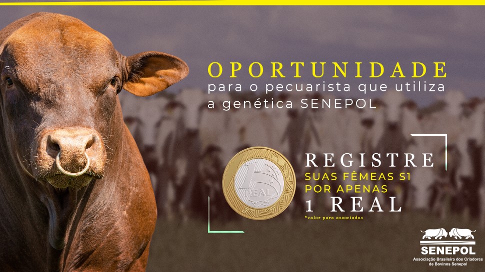 Associação dos criadores de Senepol registra fêmeas S1 por R$ 1