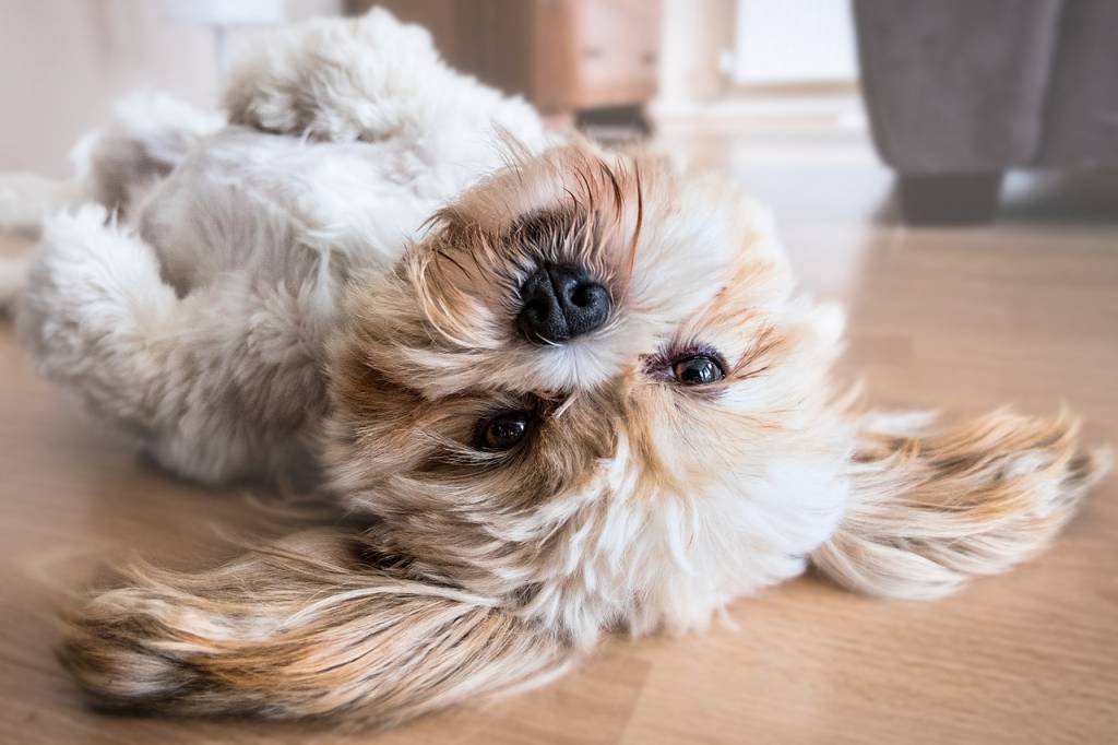 Curiosidade: entenda porquê agosto é o ‘mês do cachorro louco’