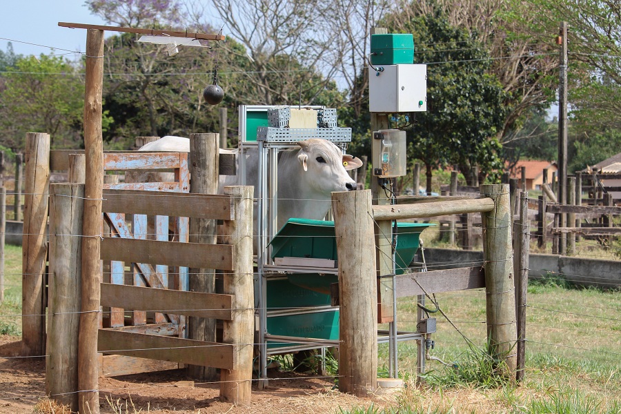 Pecuária digital traz sustentabilidade para a produção de carne e leite