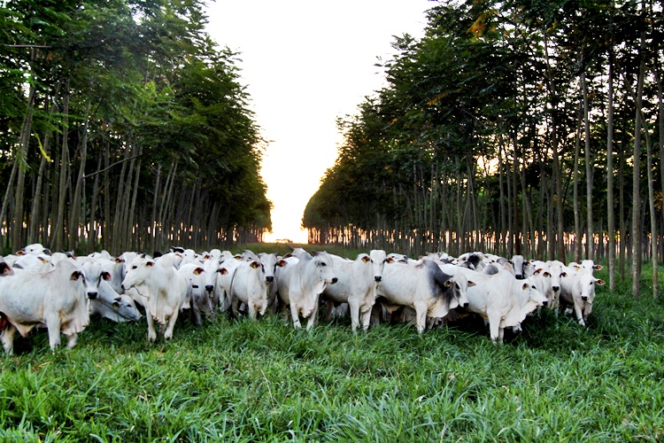 Embrapa apresenta cultivares de forrageiras para ILPF
