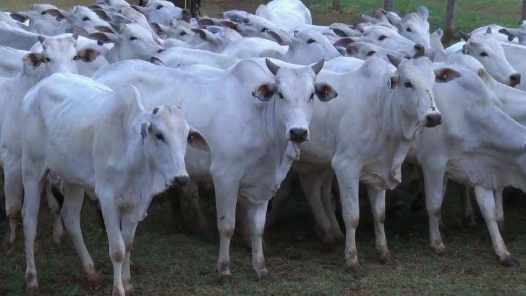 Hoje: Leilão Expo Araçatuba oferta 2.000 animais de corte