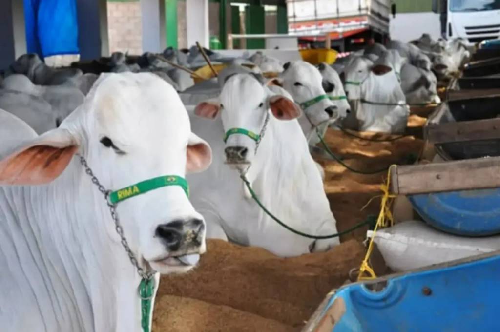 Expô Araçatuba será realizada em setembro
