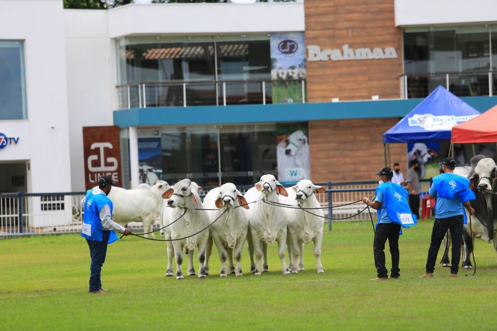 Exposição Brahman está com as inscrições abertas