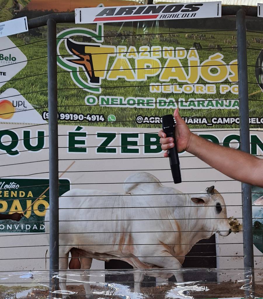 Faturamento do 3º Leilão Fazenda Tapajós ultrapassa R$ 3 milhões