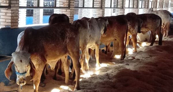 82ª Expogrande encerra dia 31 de julho 