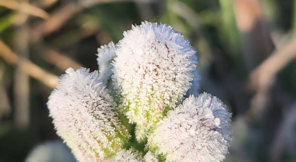 Novembro começa com frio e neve no Sul do país. Confira no AgroClima