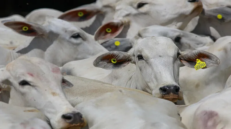 Rastreamento individual de gado é aprovado na Câmara setorial da carne
