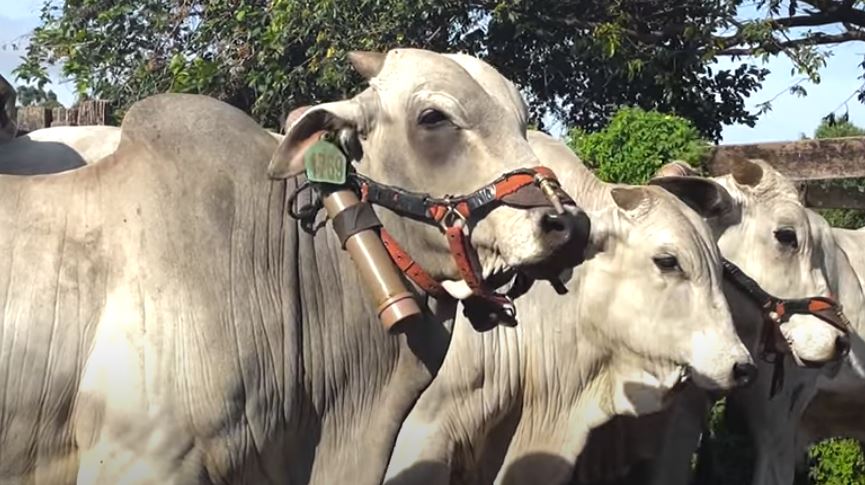 Pecuarista terminador observa melhora na compra do bezerro 