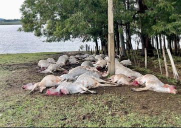 Descarga elétrica atinge fazenda e mata rebanho