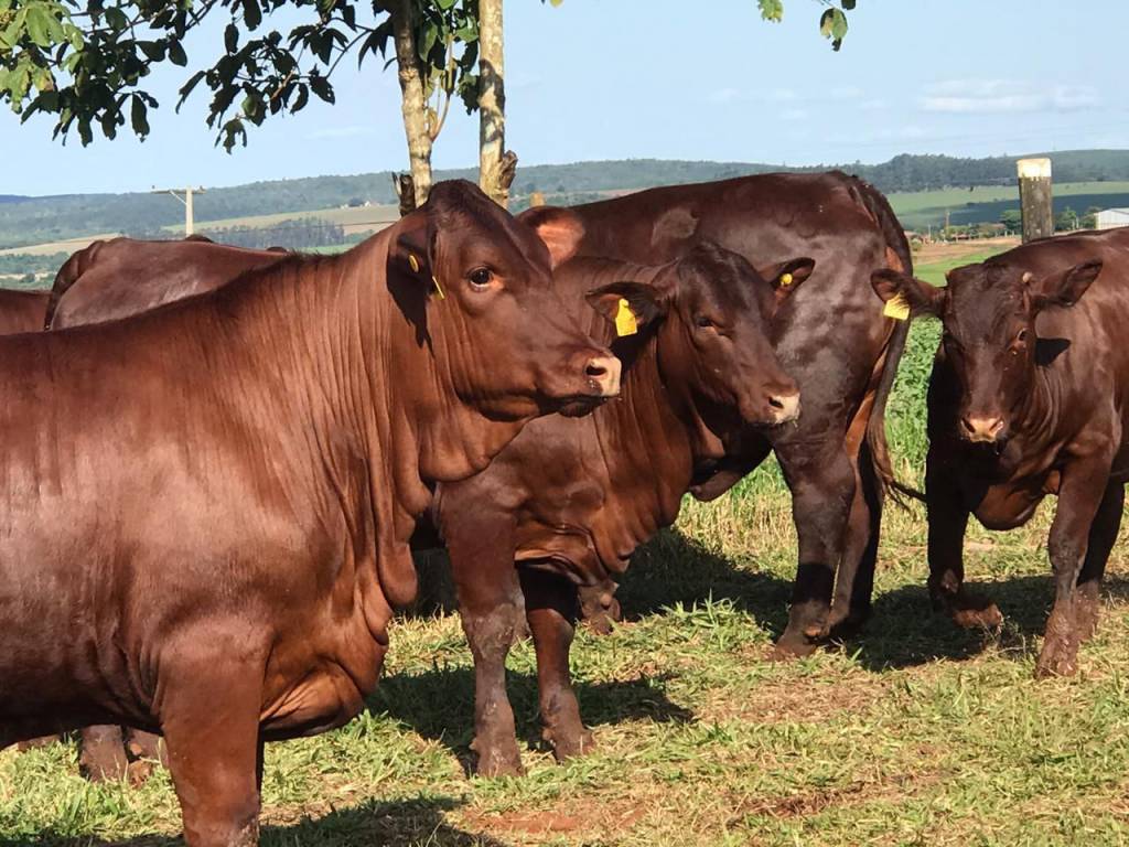 Santa Gertrudis completa 70 anos na pecuária brasileira