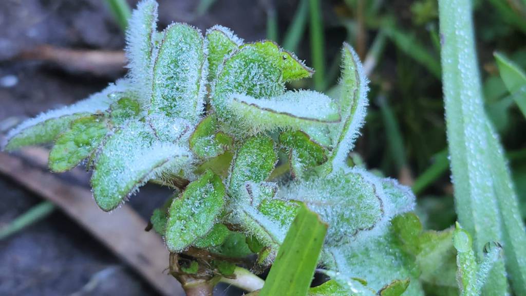 Novembro começa com frio intenso no Brasil 