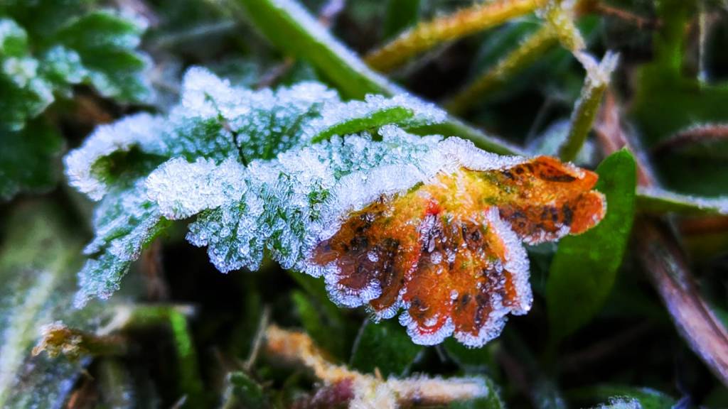 Agosto começa com temperaturas negativas em Santa Catarina. Veja as imagens