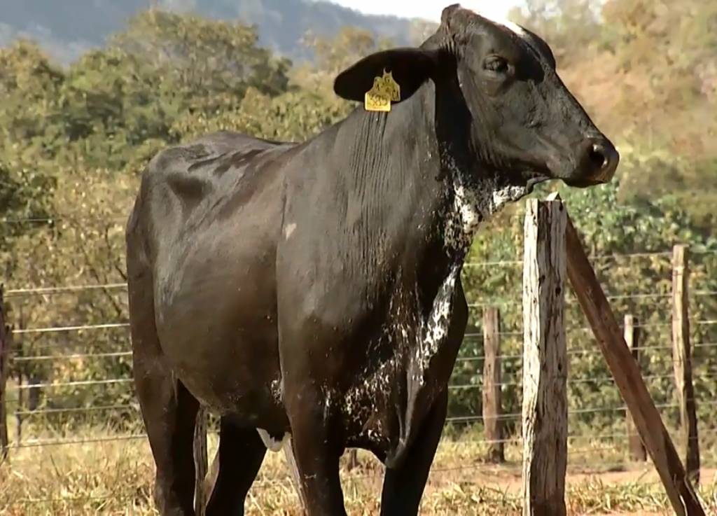 Confira neste sábado o ‘Leilão Girolando Calidad’