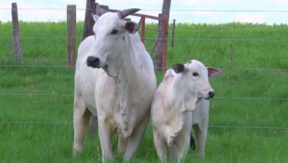 Nelore do Golias apresenta animais no Canal do Boi