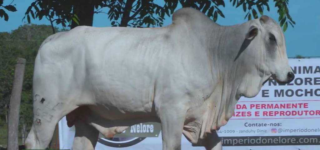 Hoje: ‘1° Leilão Touros Império do Nelore’, ao vivo no Agro Canal