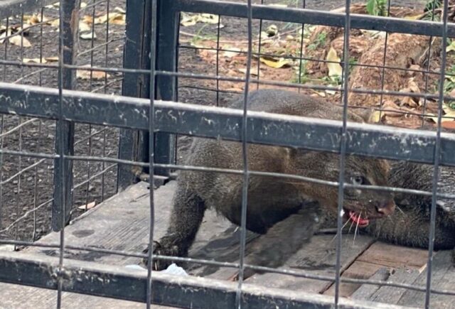 Motorista socorre irara atropelada em Mato Grosso do Sul