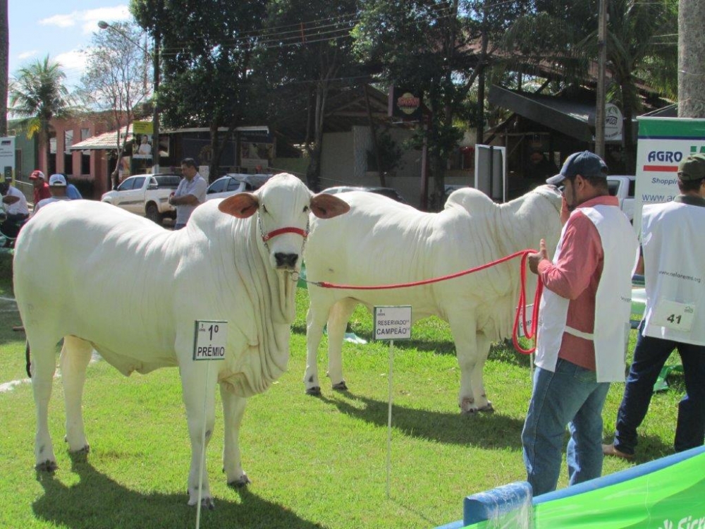 Expogrande 2023 começa na quinta em Campo Grande