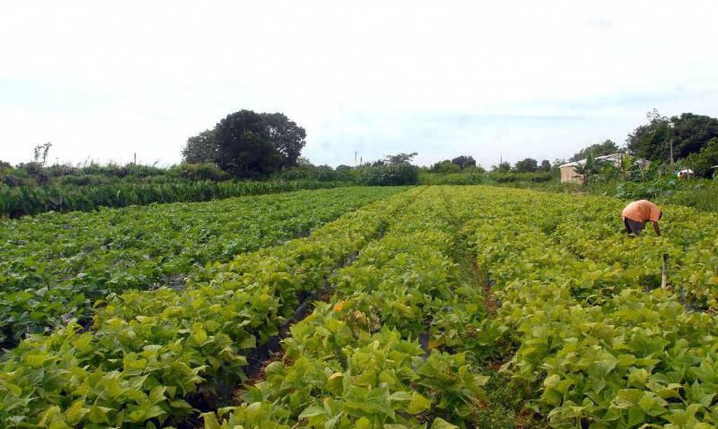 Criação de assentamentos em áreas rurais tem novas regras