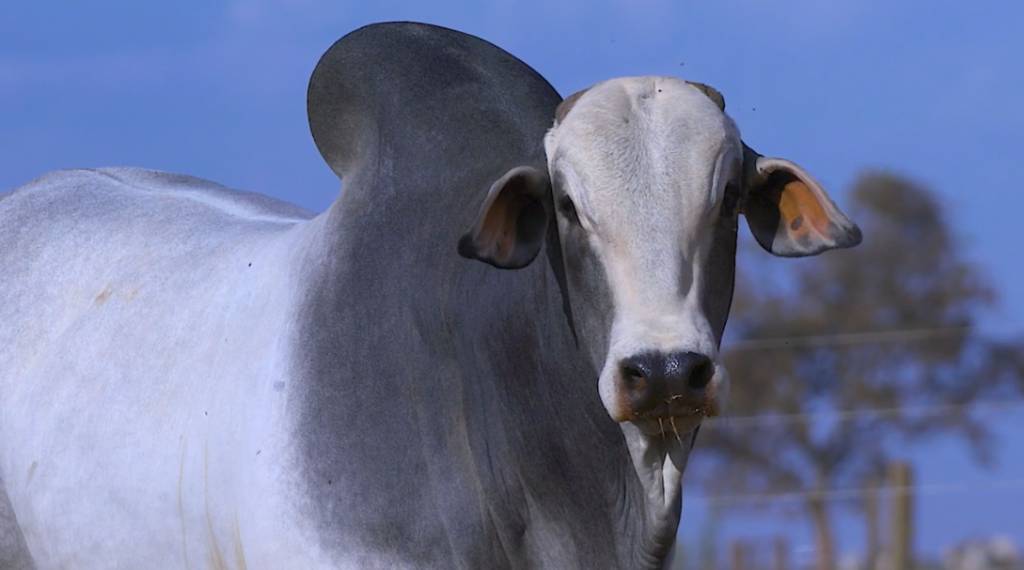 6º Leilão Cutolo Agropecuária hoje no Agro Canal