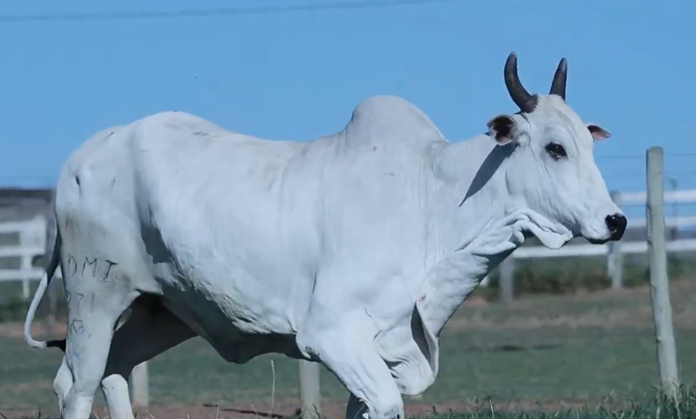 Começa hoje 'Leilão De Fêmeas Fazenda Capoeira Bonita' no SBA 