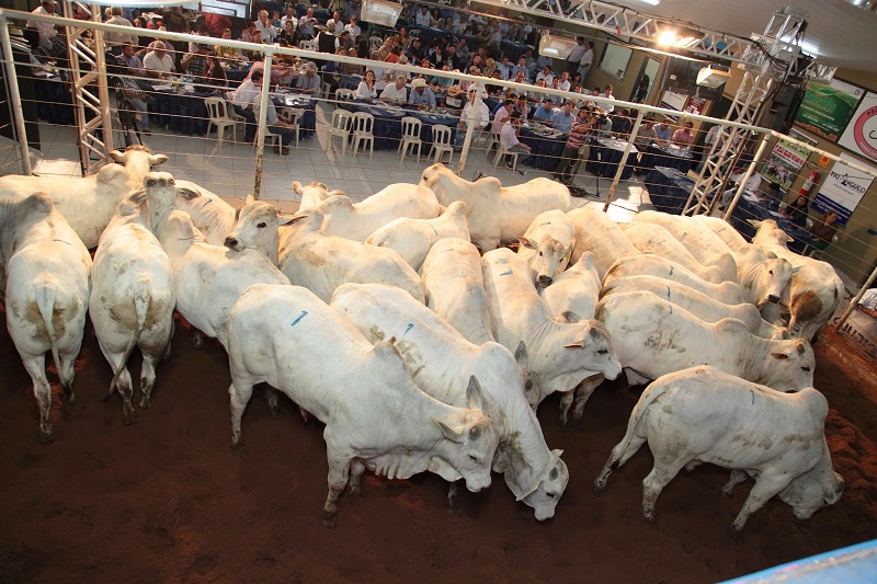 Exposição agropecuária começa nessa semana no MS