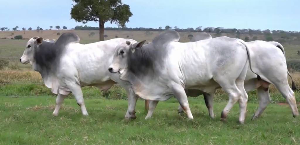 Hoje: Leilão Fazenda Ouro Branco oferta 80 touros Nelore P.O. 