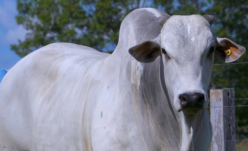 Leilão Virtual Caiado Fraga hoje no Agro Canal 