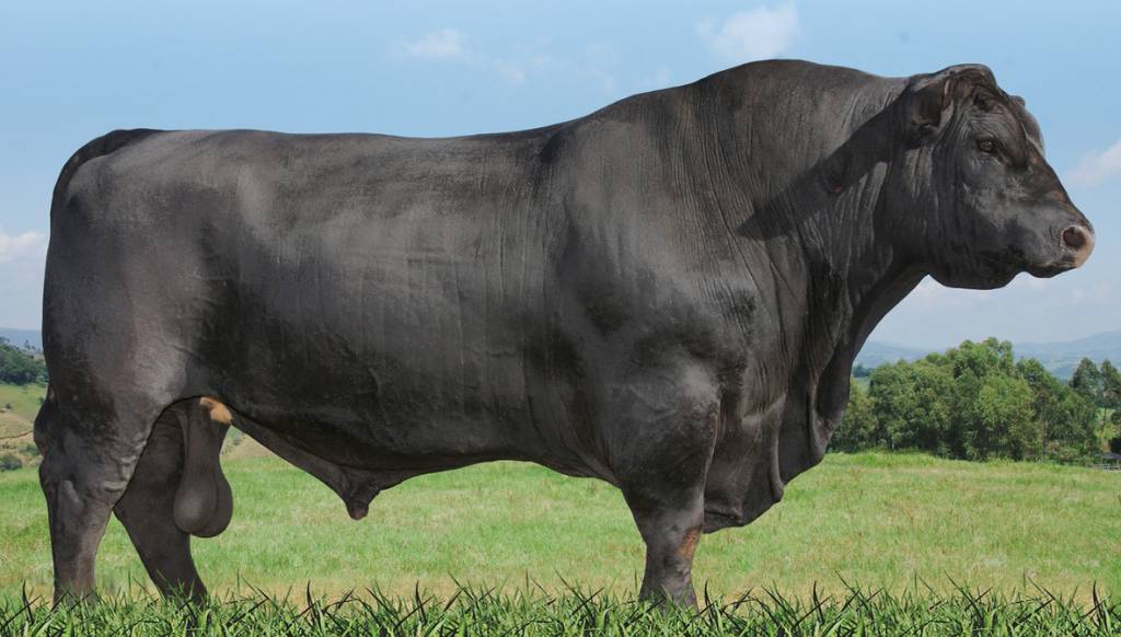 Aproveite a venda especial de sêmen FSL Angus nesta quarta