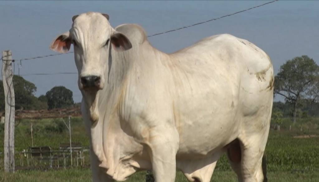 Não perca o 'De Olho Na Fazenda Santa Helena', hoje no Canal do Boi