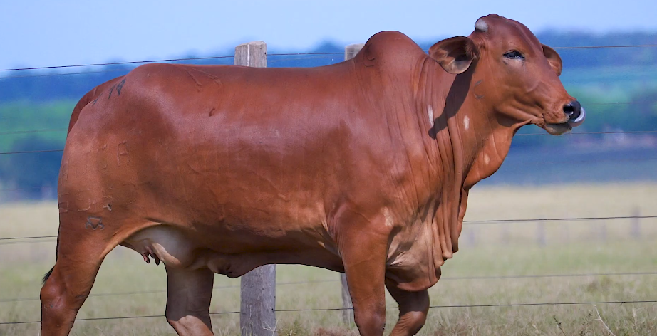 Não perca o Leilão Semana Sindi Castilho Fêmeas P.O. no Agro Canal