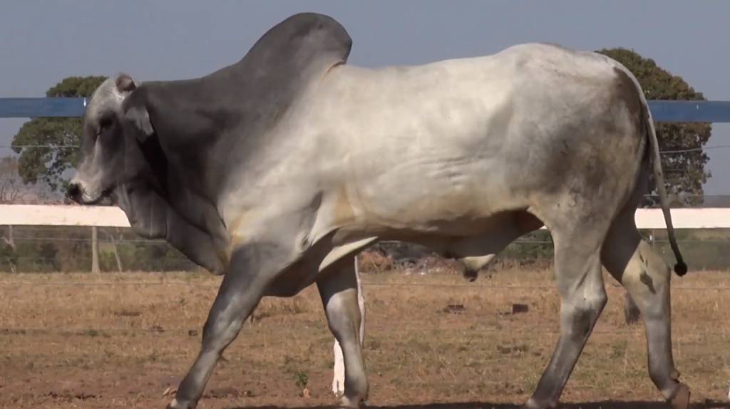 É hoje o ‘5° De Olho Na Fazenda Capão de Angico’ no Canal do Boi